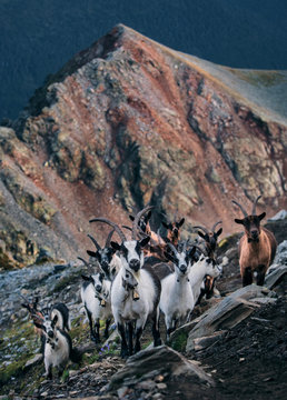 A herd of goats at the bottom of a mountain