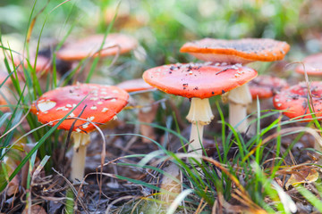 Amanita Muscaria family on  natural background in  autumn forest