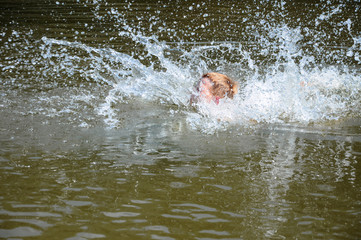 Fototapeta na wymiar The boy is bathing on the river.