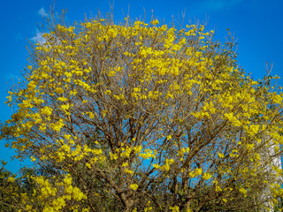 Fototapeta premium Textura de arvore amarela