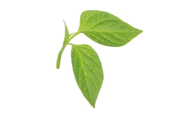 fresh leaves of green branch of chili pepper isolated on white background