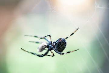 A Western Spotted Orb-Weaver retreats to safety after capturing prey.