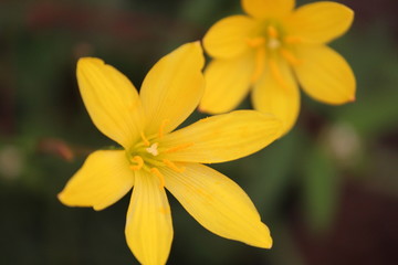 Flor Amarilla en el Jardin