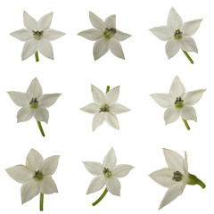 set of flowers of chili pepper isolated on white background