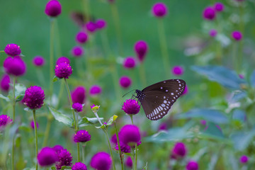 The common crow, is a common butterfly found in South Asia and Australia. In India it is also...