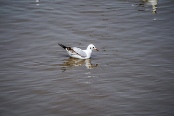 Seagull birds on beach / mangrove forest.