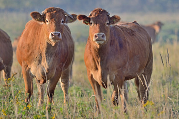 Brown Cow.