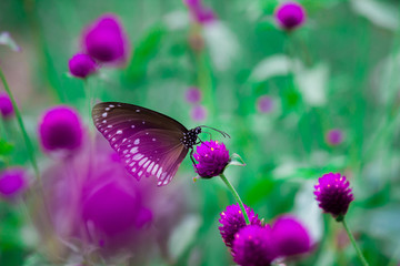 The common crow, is a common butterfly found in South Asia and Australia. In India it is also sometimes referred to as the common Indian crow, and in Australia as the Australian crow.