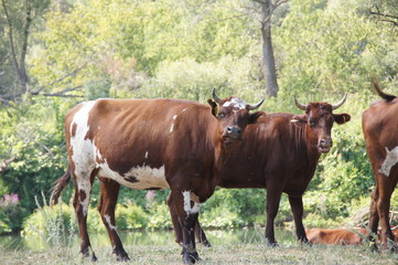 Fototapeta premium cow