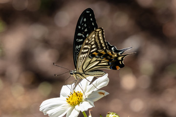 Cosmos and swallowtail butterflies in Funabashi City, Chiba prefecture, Japan