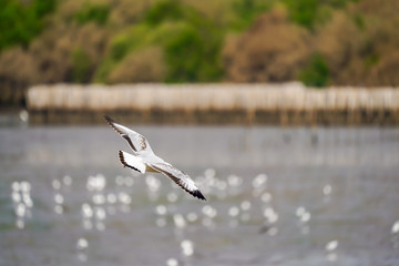 Seagull fly above the sea with green mountain background., Shoot at the backside of it.