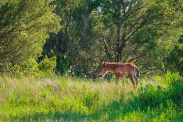 Wild foal grazing in the Outer Banks of North Carolina