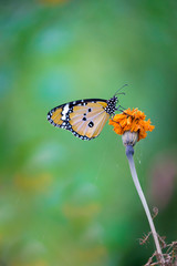 Plain Tiger  butterfly sitting on the flower plant with a nice soft background in its natural habitat