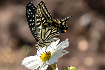 Cosmos and swallowtail butterflies in Funabashi City, Chiba prefecture, Japan