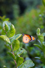 The Plain Tiger  butterfly sitting on the flower plant with a nice soft background in its natural habitat during the day