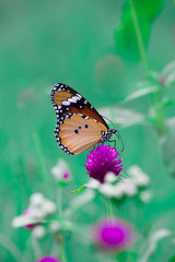Fototapeta na wymiar Plain Tiger butterfly sitting on the flower plant with a nice soft background in its natural habitat