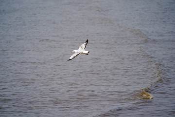 Fototapeta na wymiar Seagull birds on beach / mangrove forest.