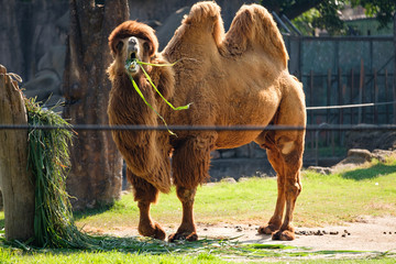 camel in the zoo eating