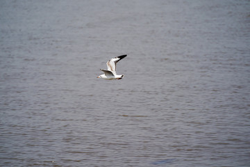 Seagull birds on beach / mangrove forest.