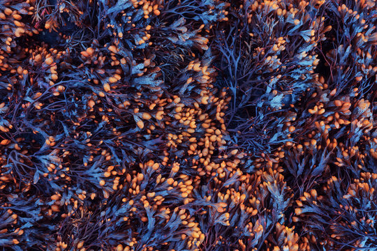 Close up of flower buds