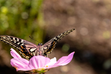 Cosmos and swallowtail butterflies in Funabashi City, Chiba prefecture, Japan