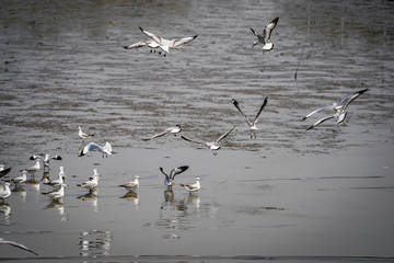 Seagull birds on beach / mangrove forest.