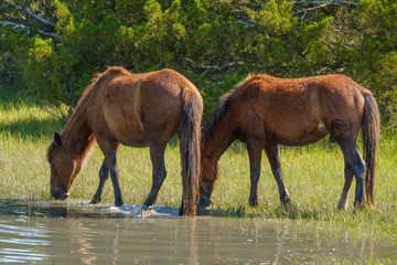 two wild horses grazing in a meadow in North Carolina