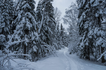 Snowshoeing after the snowstorm, beautiful forest trail in the north, Quebec, Canada