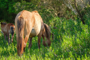 wild brown horse and foal grazing in the meadow of outer banks in North Carolina
