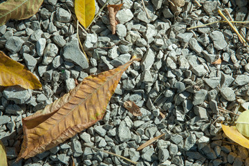 autumn fallen leaves on wooden stump