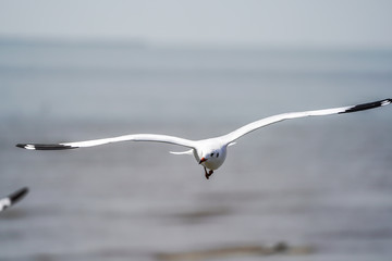 Seagull birds on beach / mangrove forest.