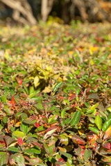 Side view of Green bush decoration, Wall shrubs.
