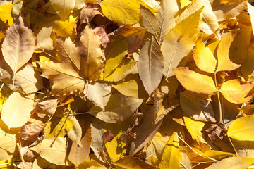 red maple leaf fell on the yellow maple