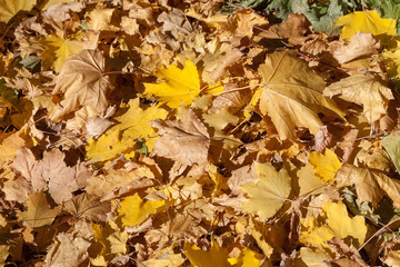red maple leaf fell on the yellow maple