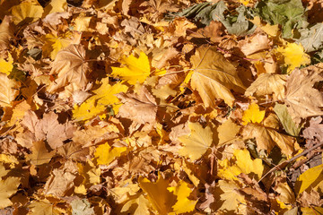 red maple leaf fell on the yellow maple