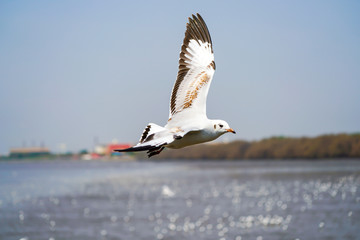 Seagull birds on beach / mangrove forest.