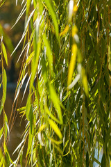 weeping willow background