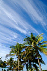 Fototapeta na wymiar palm trees against blue sky and cool looking clouds