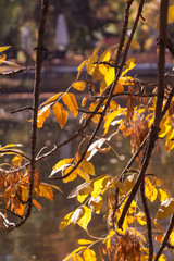 autumn rowan-tree with rowanberry and sunrise