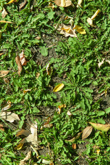 autumn fallen leaves on the green grass