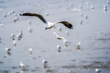 Seagull birds on beach / mangrove forest.