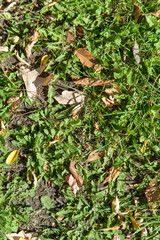 autumn fallen leaves on the green grass