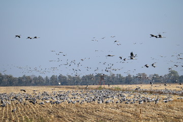Kraniche auf ihrem Sammelplatz