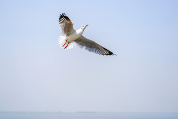 Seagull birds on beach / mangrove forest.