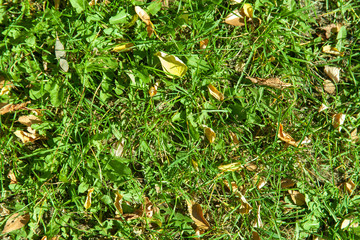 autumn fallen leaves on the green grass