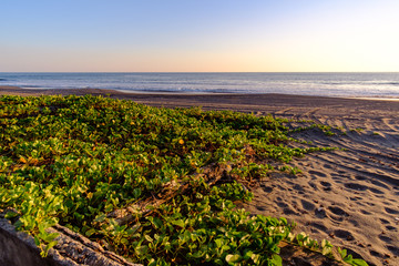 Field Of Beach Plants During Sunrise With Pacific Ocean On The Background