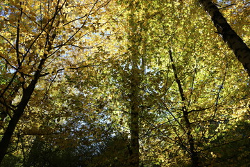 Fototapeta na wymiar Yellow and red leaves adorn the tops of autumn trees in the park