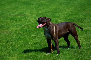 Search Photos American Pit Bull Terrier American Pit Bull Terrier