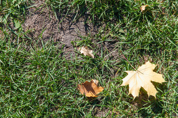 autumn fallen leaves on the green grass