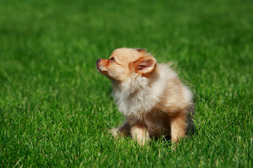 the dog breed pomeranian spitz